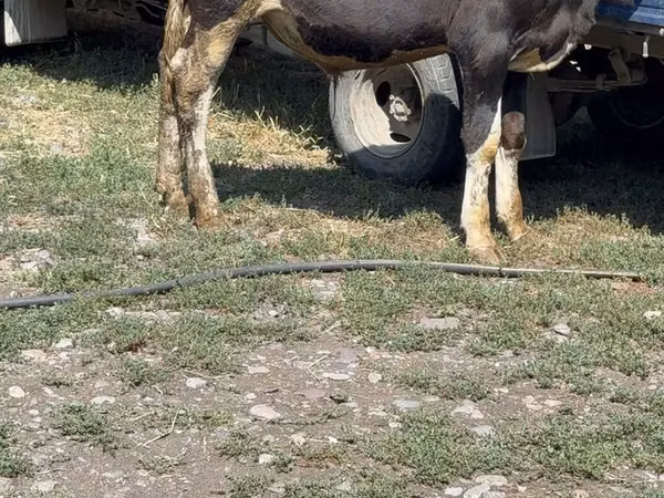 सांड, मवेशी