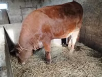 Bulle, Limousin-Kuh — Foto 7