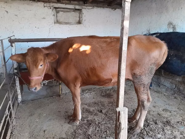 بقرة, Red Estonian cattle