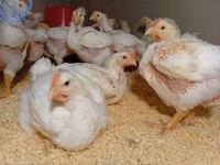 Chickens — फ़ोटो 4