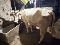 بقرة, Ukrainian Brown Dairy Cattle — الصورة 3