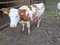 Ng'ombe jike, Simmental cattle — picha 1