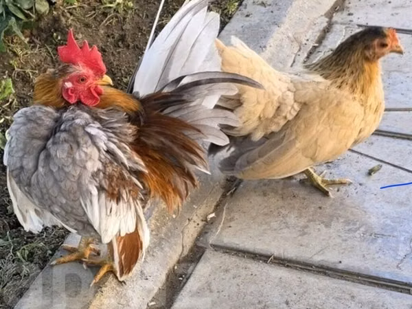 沙拉玛