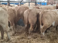 Ng'ombe (kikundi, jinsia haijatajwa), Simmental cattle — picha 6