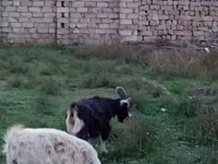 Cabro, Alpine goat — foto 2