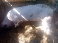 Sow, Pigs — photo 8