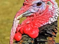 Turkeys — फ़ोटो 1