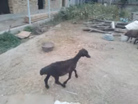 绵羊（批次，未指定性别）, Sheep — 照片 3