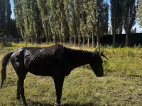 Faras, Russian warmblood — sawirka 5