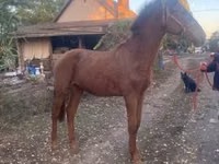Faras, Nonius horse — sawirka 3