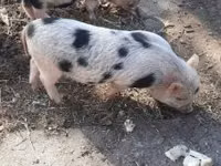 Boar — photo 6
