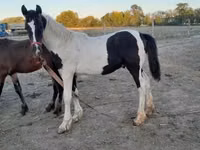 घोड़ा, Friesian — फ़ोटो 8