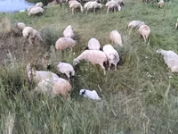 母羊, Balbas sheep — 照片 6
