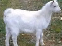 Billy Goat, Saanen goat — photo 1