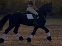 Hengst, Friesian — Foto 4
