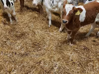Toro, Vaca Limousin — foto 5