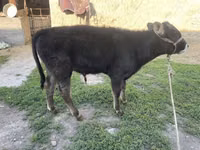 Bull, Cattle — photo 6