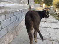 Bull, Cattle — photo 4