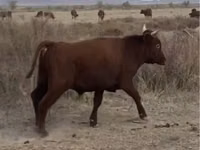 公牛, Kazakh White-headed cow — 照片 2