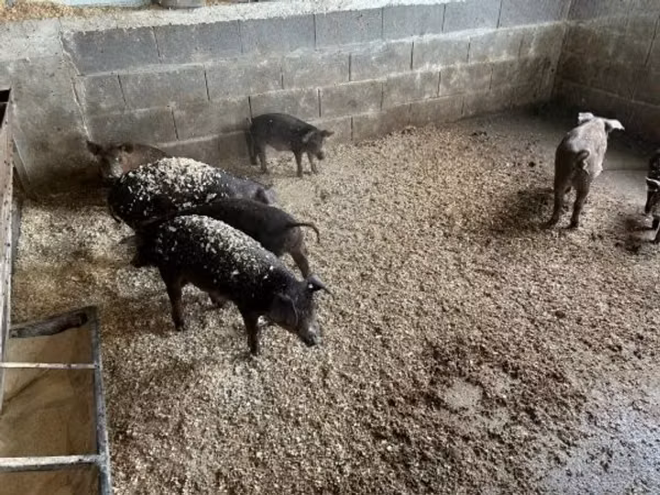 Boar, 