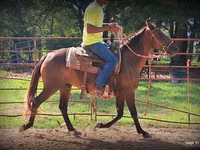 Stute, Standardbred — Foto 3