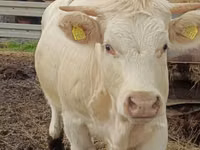 गाय, Charolais cattle — फ़ोटो 1