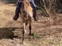 Faras, Rocky Mountain Horse — sawirka 5