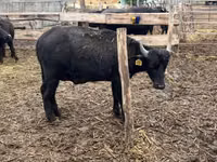 Toro, Búfalo — foto 3
