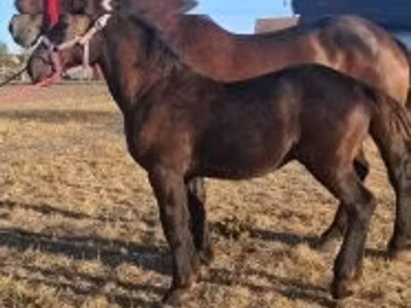 حصان, Percheron