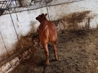 母牛, Cattle — 照片 2