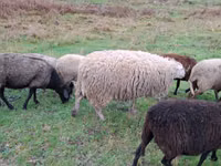 Sheep, Assaf sheep — photo 2