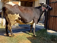 Cow, Alatau breed — photo 1