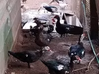 Domestic Muscovy — photo 1