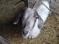 Ri’ dhaddig, Goats — sawirka 4
