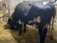 Cow, Holstein breed — photo 1