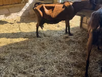 母山羊, Italian Alpine goat — 照片 4
