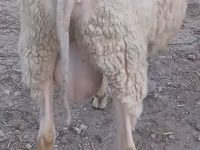 公羊, Bessarabian sheep — 照片 2