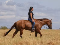 Hengst, Quarter Horse — Foto 2