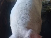 Boar — photo 5