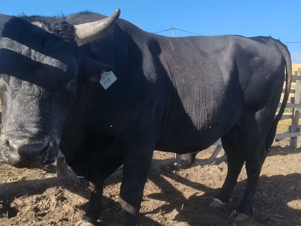 Bull, Aberdeen-Angus — South Africa