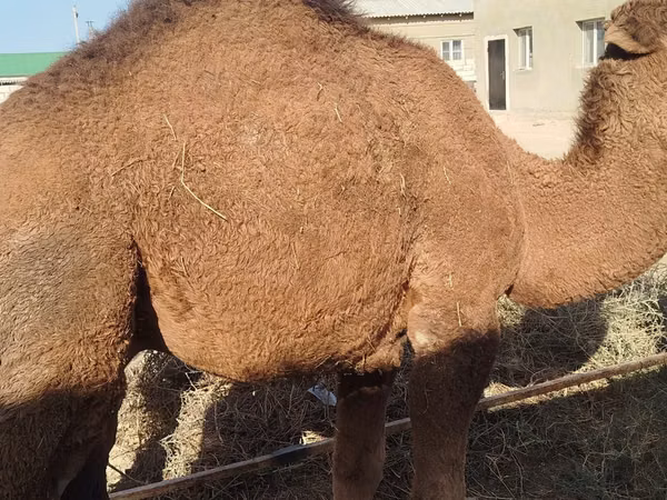 骆驼（批次，未指定性别）, Camels
