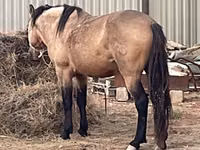 Horse (M), Horses — photo 1