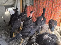 Chickens — फ़ोटो 6