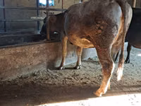 Vaca, Ganado vacuno — foto 8