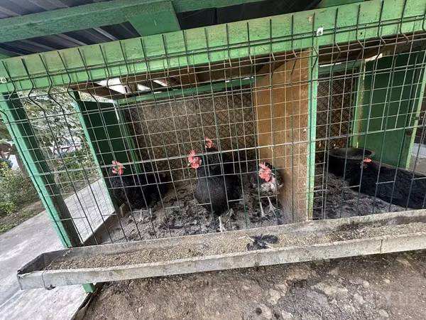Chickens
