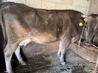 Cow, Swiss cattle — photo 1