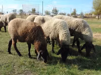 母羊, Tsigai sheep — 照片 1