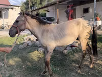 Farasi dume, Tiger horse — picha 6