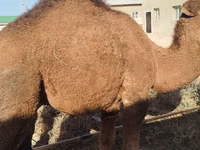 骆驼（批次，未指定性别）, Camels — 照片 1