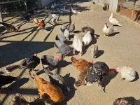 Chickens — sawirka 2